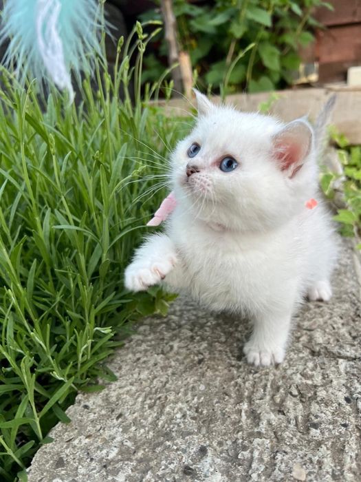 Pisica British Shorthair cu pedigree, alb cu ochi albaștri