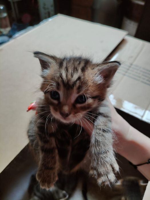 Отдам бесплатно котят