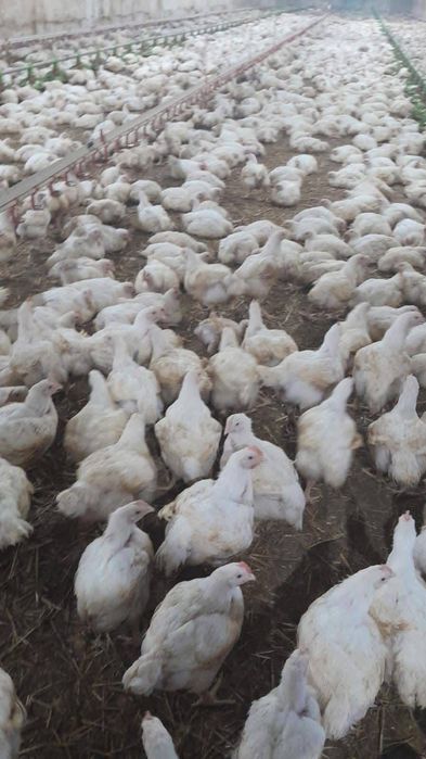 Vând pui albi de carne și rasă mixtă