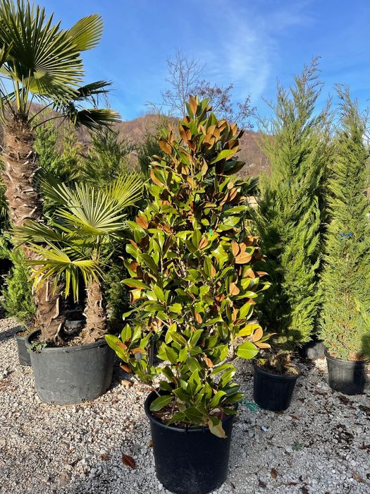 Magnolia grandiflora tufa și copac