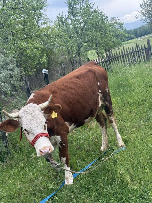 Vand sau schimb cu vaci de abator