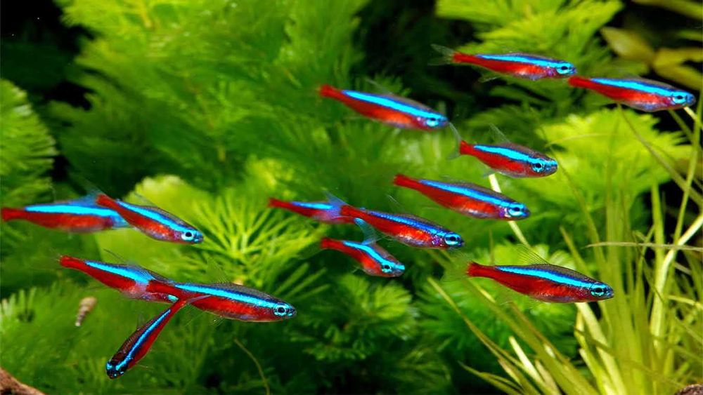 Красный неон  в Аква-Зоо Салоне “Посейдон”