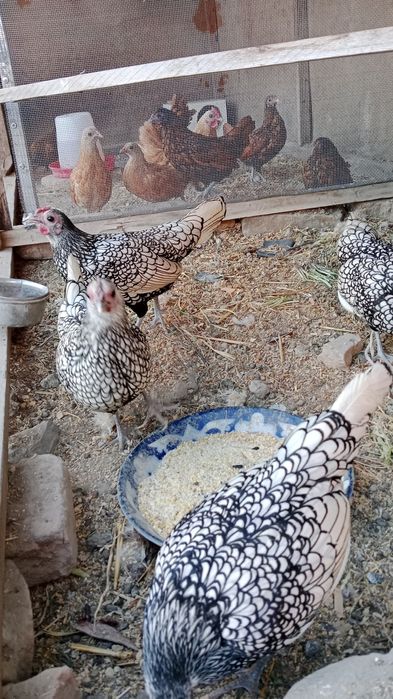 Сибарят сотилади