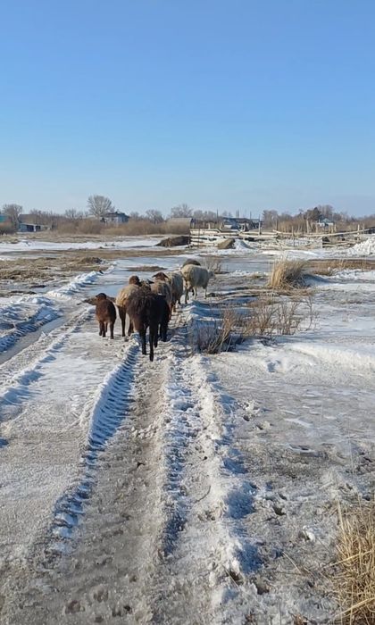 Продам молодых баранов.
