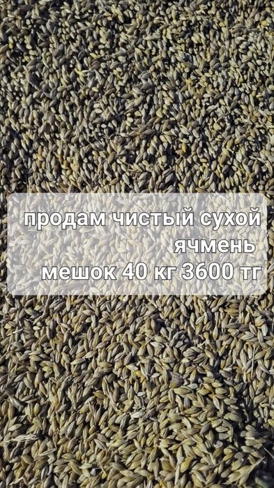 Продам ячмень сухой