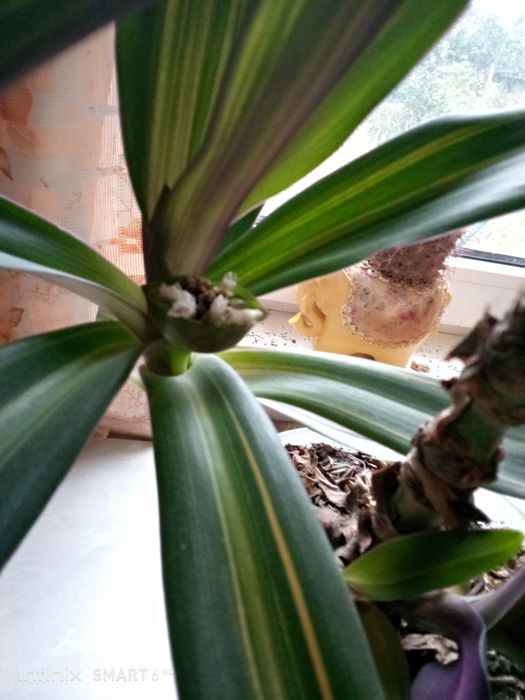 Продам домашнее растение РЭО.