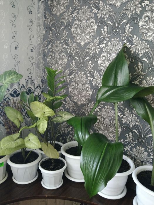 Комнатные цветы не дорого