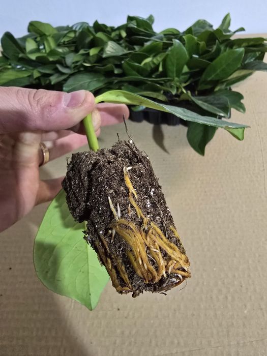 Laur Englezesc Novita 5-10cm , Alveolă