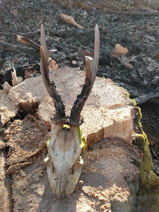 trofeu de cerb natural