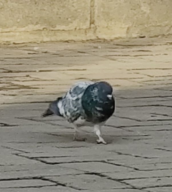 Голуби  белые  продам.