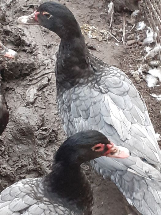 Vând rate lesesti și ouă și bobocei