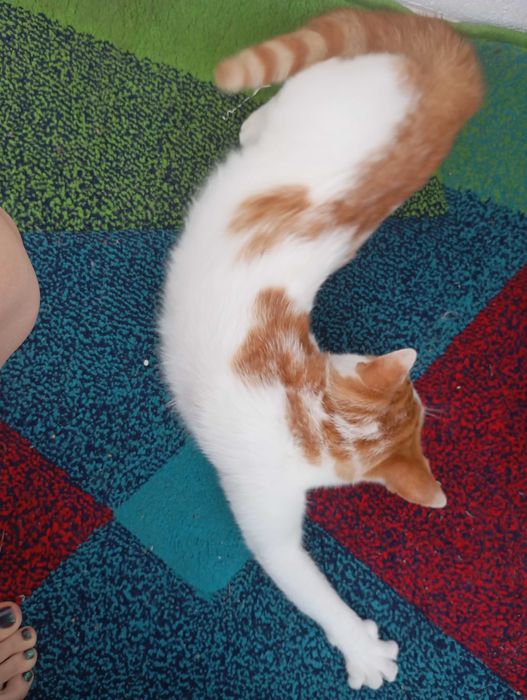 Donație pisici, adopție