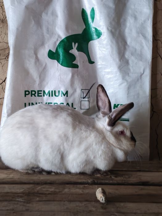 Kaliforniya quyoni Kaliforniya quyoni