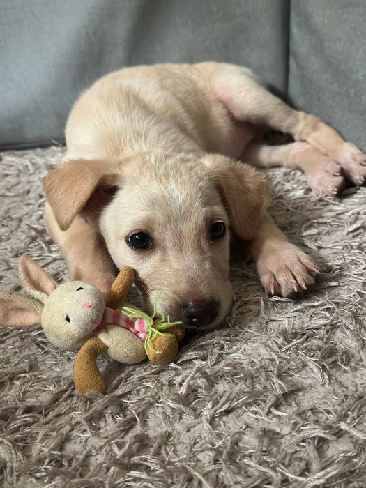 Малышка в поисках дома!