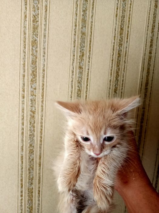 Отдам котят бесплатно