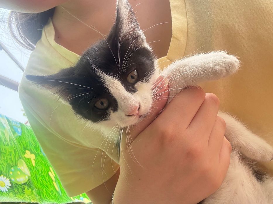 Pui de pisica spre adoptie