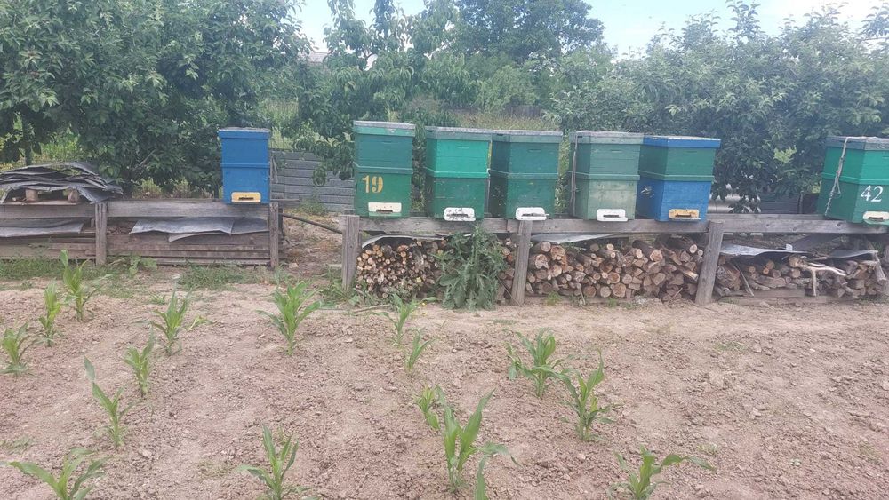 Vand 20 familii de albine cu/fără ladă apicolă