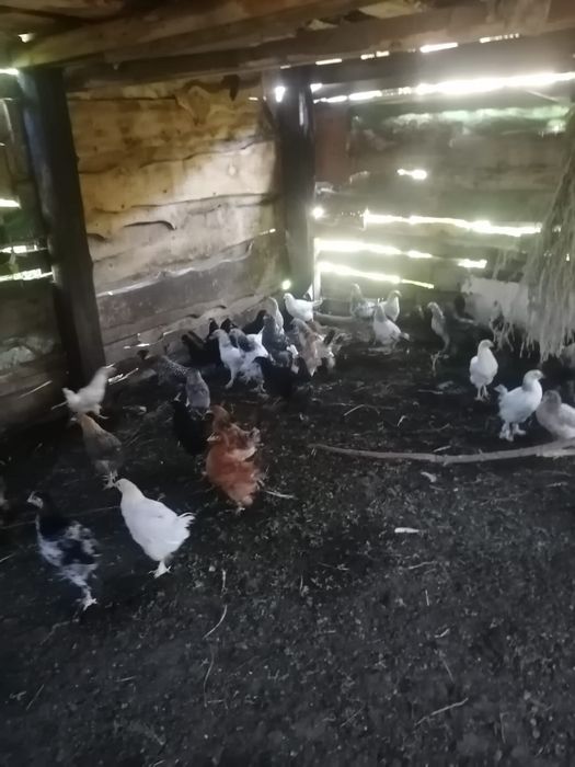 Продам домашних кур и цеплят