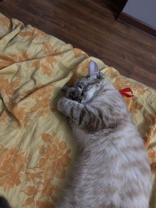 Кошка 6 месяцев