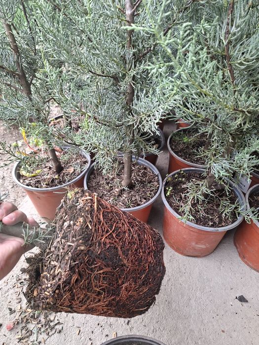 Аризоника Кипарис 1м Италия Привазной. Kiparis.