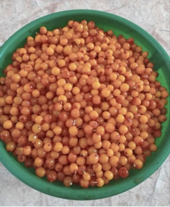 Продам облепиху