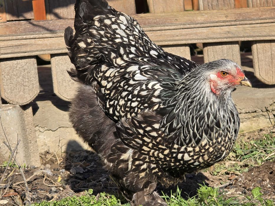 Продавам разплодни яйца от Сребърно кантирана барма (Silver Laced)