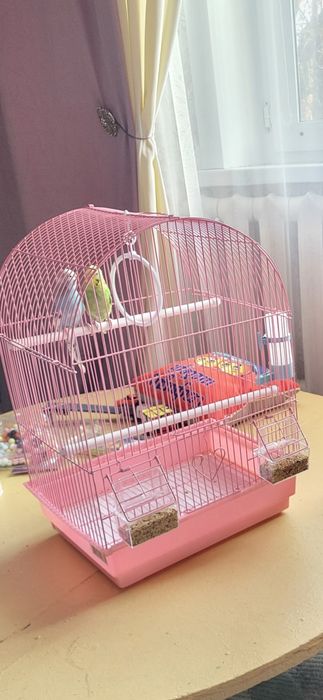 Продам попугай синий