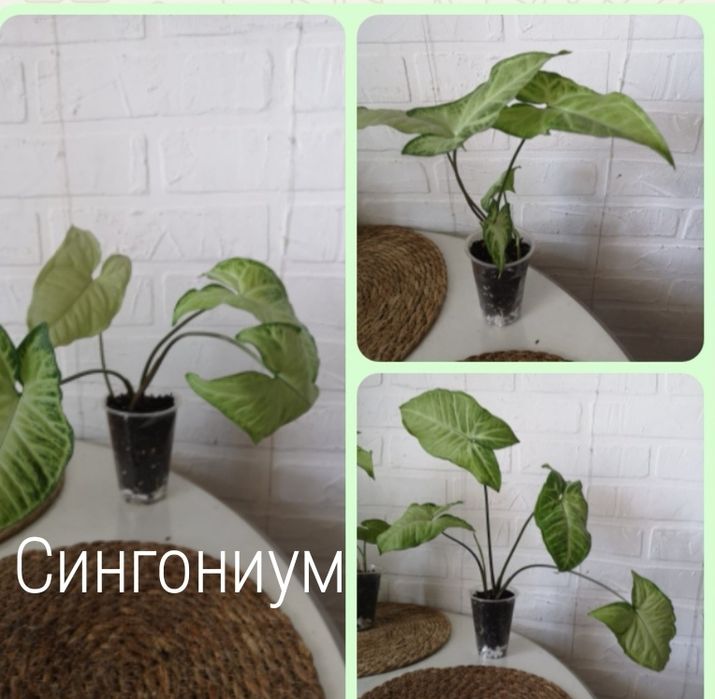 Продам комнатные растения