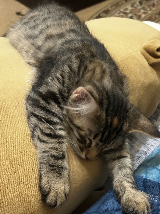 котенок девочка