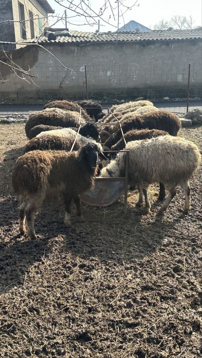 41 бас қошқар 1 жасар шаруа