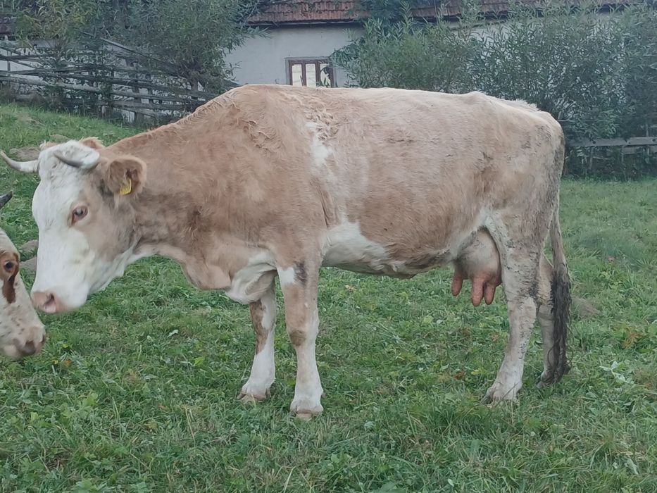 Vaca buna de lapte