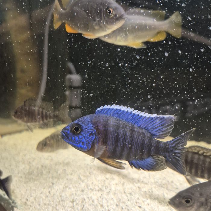 Ciclide africane puii si juvenili