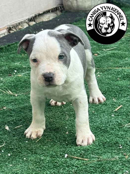 Amstaff blue.