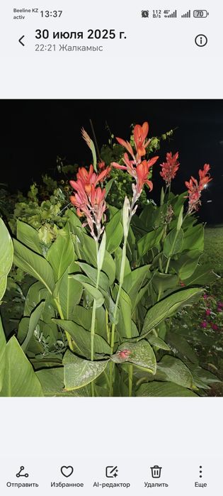 Продам корни каны