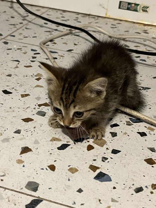 Котята двухмесячные