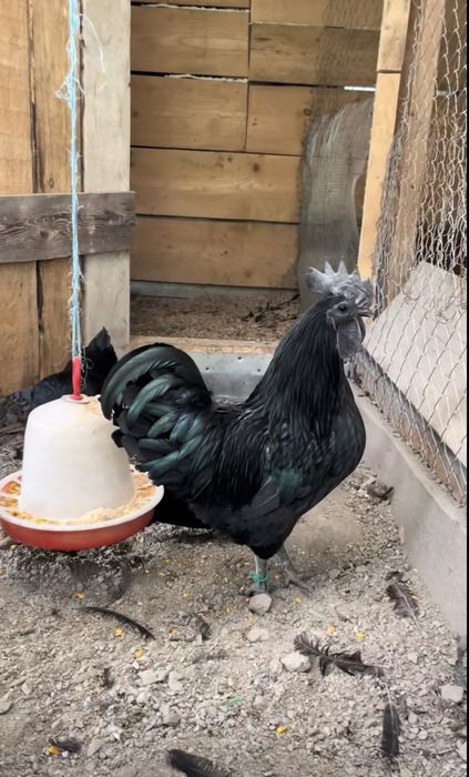 Cocos Ayam Cemani