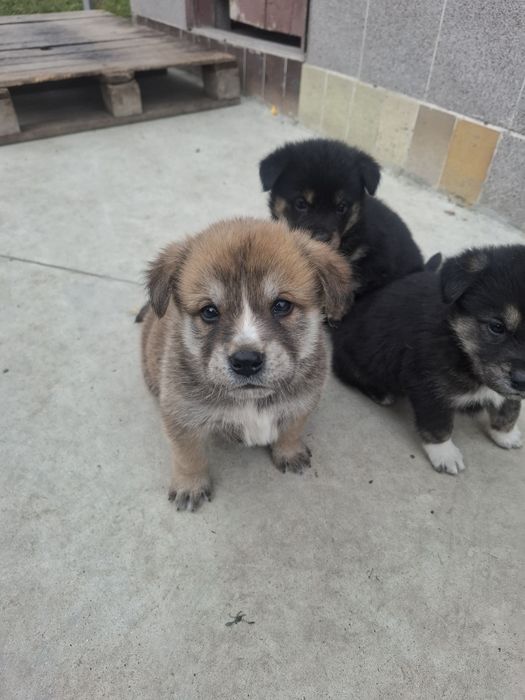 Бебета Акита Ину