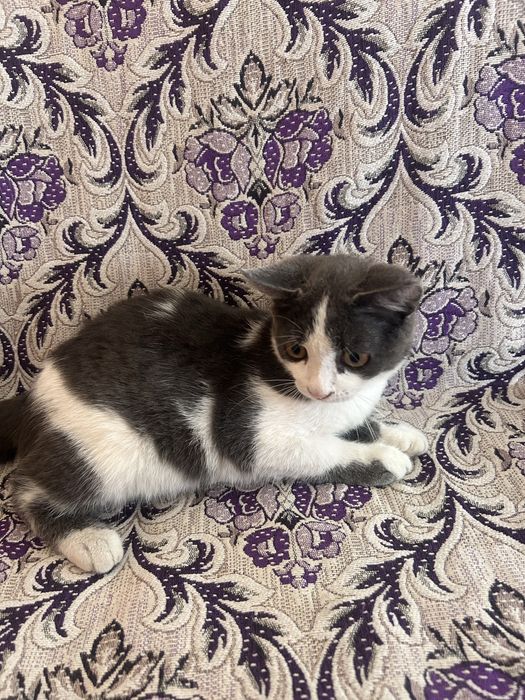 Отдам милого котёнка