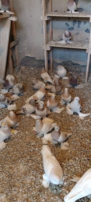 Продам голубей игровых