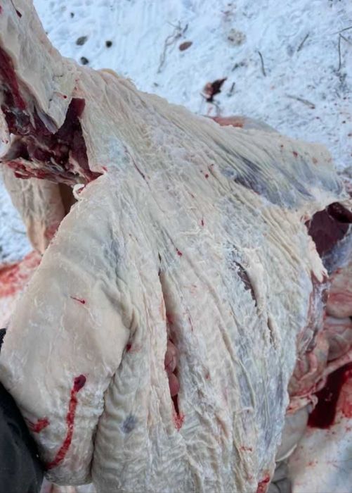 Говядина мясо оптом тушами