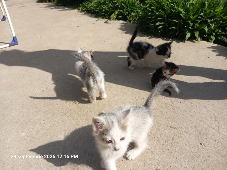 Pisici rasă comună adopție