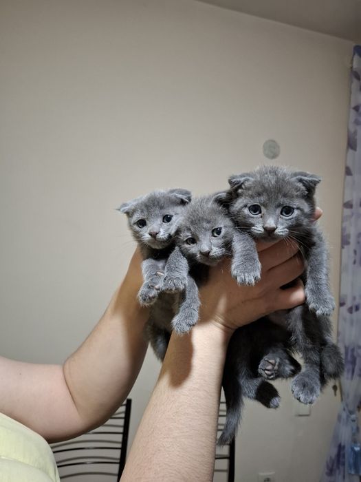 Зотдор скотиш фолд мушуклар