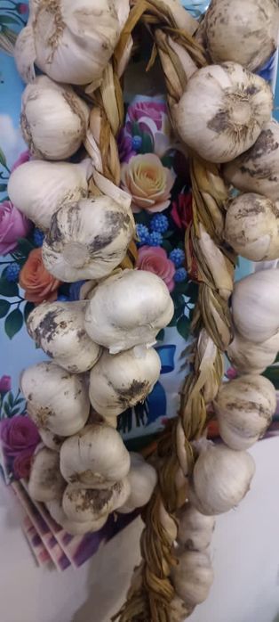 Домашний(яровой) летний чеснок.