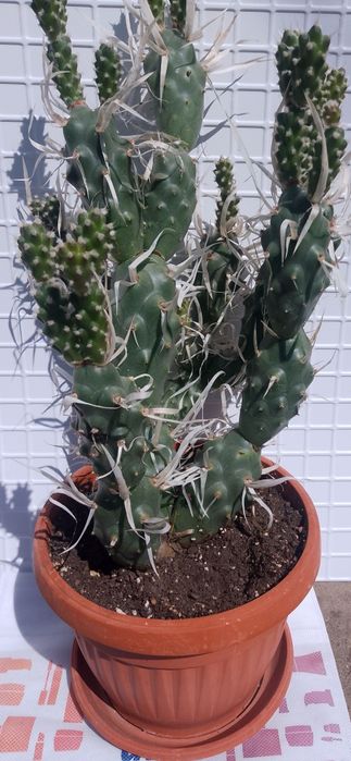 Продавам  кактус