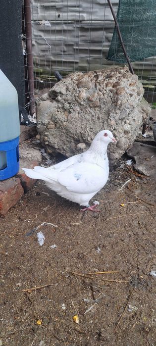 Porumbei texan maturi/pui