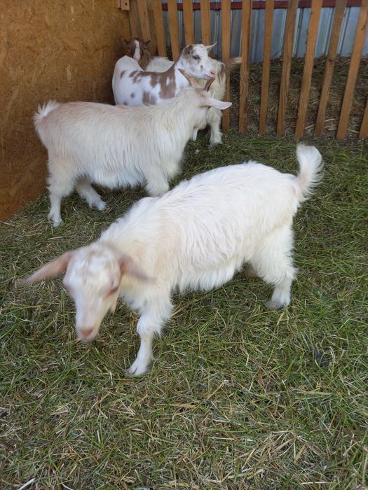 Se vând doi iezi la alegere!