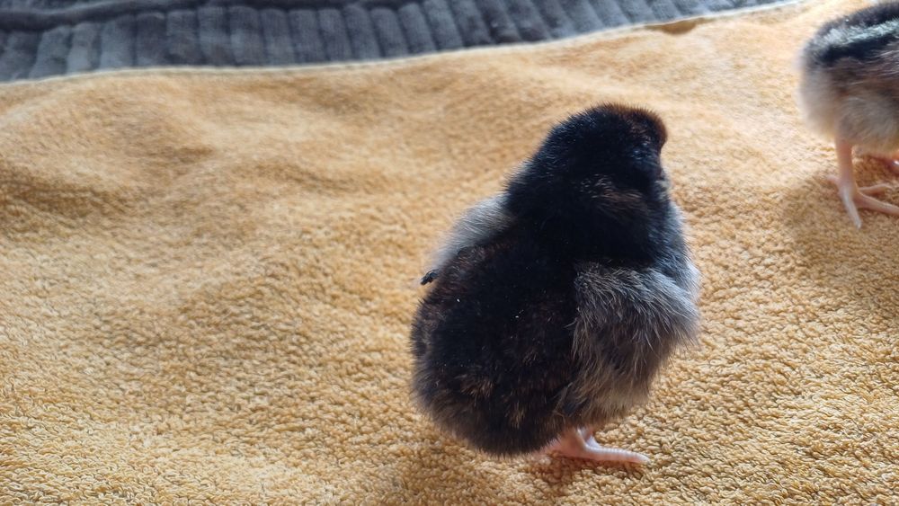 Продам цыплят несушки