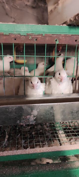 Продам перепелов живьём