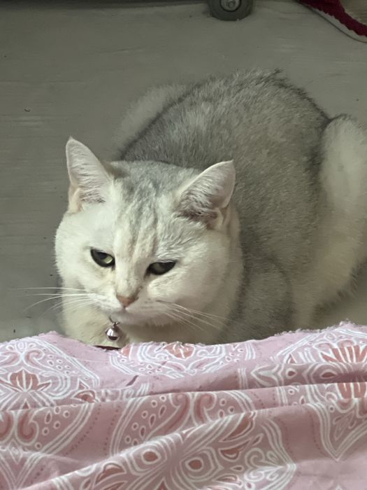 Britanskiy shenshilla