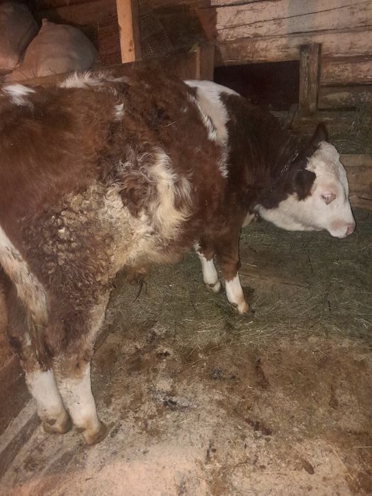 Vițel și  junincă de vânzare